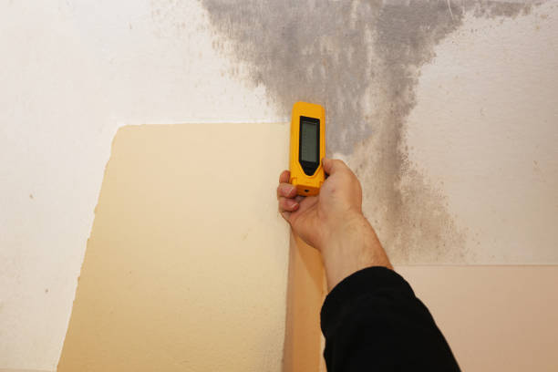 Best Environmental Consulting for Mold Prevention  in Warsaw, IN