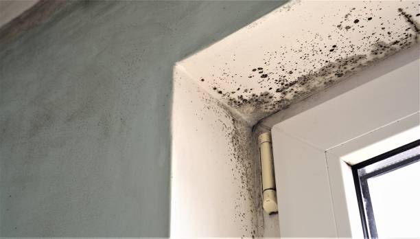 Best Biohazard Mold Removal  in Warsaw, IN