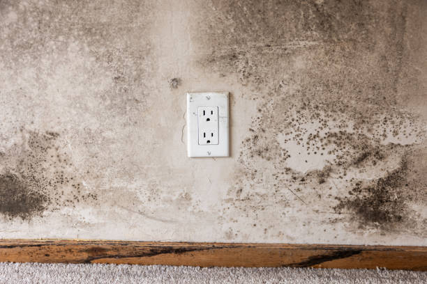 Professional Mold Removal in Warsaw, IN