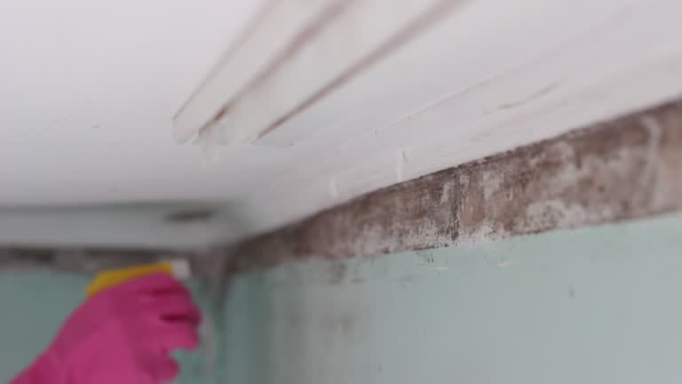 Best Comprehensive Air Testing for Mold Contaminants  in Warsaw, IN